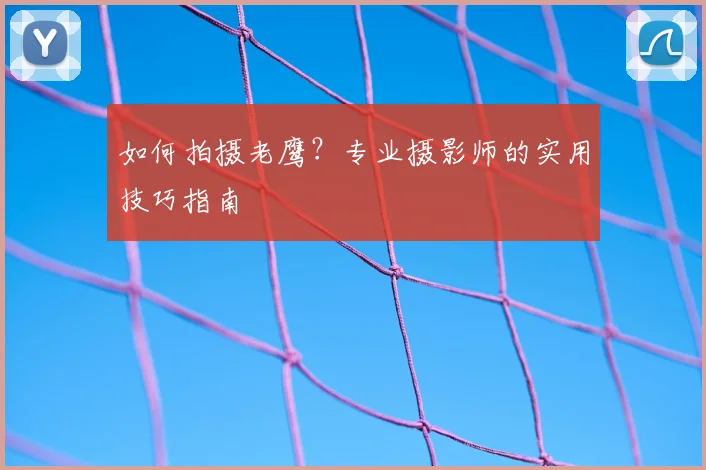 如何拍摄老鹰？专业摄影师的实用技巧指南