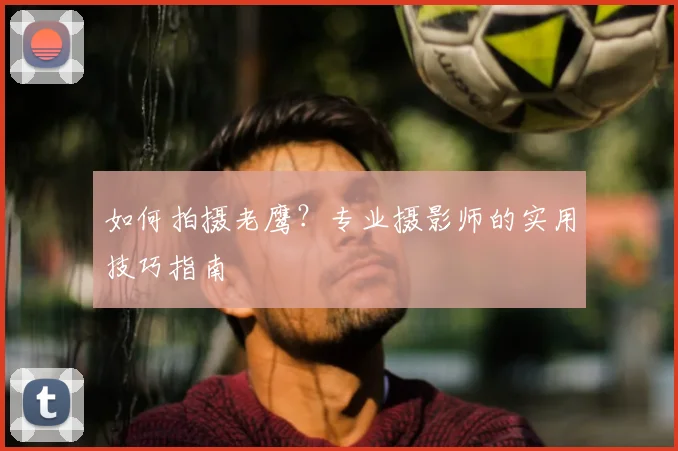 如何拍摄老鹰?专业摄影师的实用技巧指南